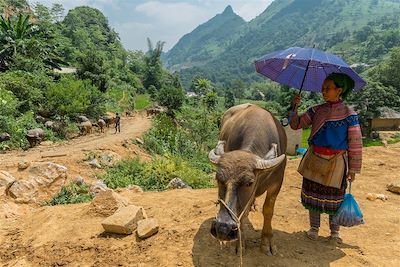 Marché aux boeufs - Région de Bac Ha - Vietnam