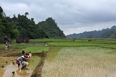 Rizières et riziculteurs - Moc Chau - Vietnam