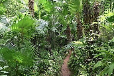 Jungle - Pieng Ve - Vietnam