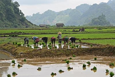 Moc Chau - Vietnam