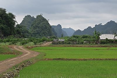 Rizières et plantations aux pieds des montagnes - Moc Chau - Vietnam