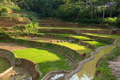 Randonnée Vietnam