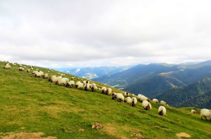 Terroirs du Pays basque