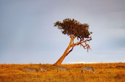 Safari dans la vallée du Rift