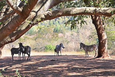 Zèbres dans la réserve de Mlilwane - District de Manzini - Swaziland