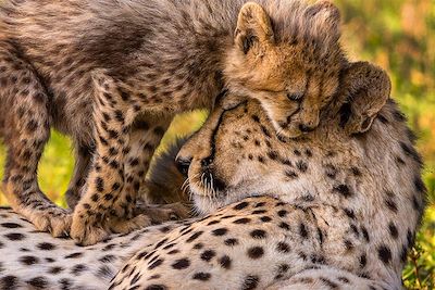 Voyage Randonnées au Cederberg et safaris au Parc Kruger 1