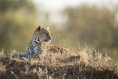 © Singita Ebony Lodge - Singita Ebony Lodge - Réserve privée de Sabi Sand - Afrique du Sud Singita Ebony Lodge - Réserve privée de Sabi Sand - Afrique du Sud
