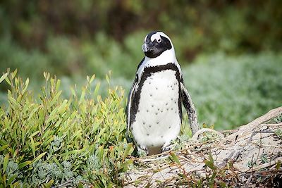 Manchot - Boulders Beach -  Le Cap - Afrique du Sud 