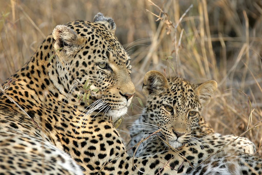Traversée du Kruger et plages du Mozambique.