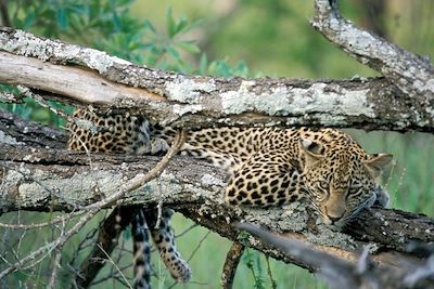 Léopard - Parc Kruger - Afrique du Sud