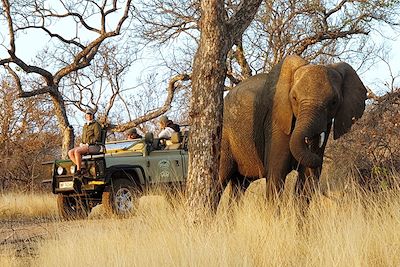 Safari dans la réserve privée de Balule - Afrique du Sud 