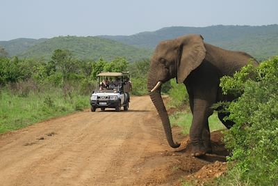 Parc National Hluhluwe - Afrique du Sud