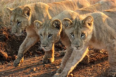 © Leopard Mountain Game Lodge - Leopard Mountain Game Lodge - Hluhluwe - Afrique du Sud Leopard Mountain Game Lodge - Hluhluwe - Afrique du Sud