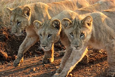 Leopard Mountain Game Lodge - Hluhluwe - Afrique du Sud