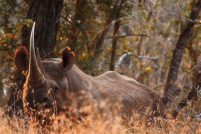 Leopard Mountain Game Lodge - Hluhluwe - Afrique du Sud