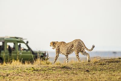 Safari en 4x4 dans le Parc national Kruger - Afrique du Sud