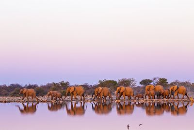 Troupeau d'éléphants - Parc National Kruger - Afrique du Sud
