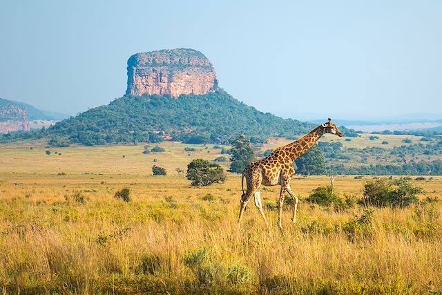 Safari : Du Cap au Kruger Voyage Du Cap au Kruger