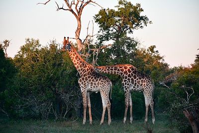 © Juliette Barlier - Safari au parc Kruger - Afrique du Sud Safari au parc Kruger - Afrique du Sud