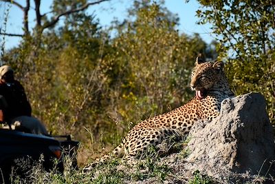 Safari au parc Kruger - Afrique du Sud