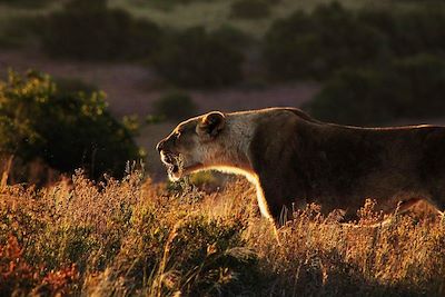 Hillsnek Safari Camp - Réserve Privée d'Amakhala - Afrique du Sud