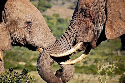 Éléphants dans le parc d'Addo - Afrique du Sud