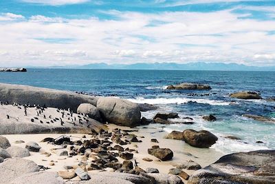 Manchots à Simon's Town - Cap de Bonne-Espérance - Afrique du Sud