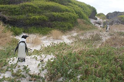 © Julien Monnerie - Boulder's Beach - Simon's Town - Afrique du Sud Boulder's Beach - Simon's Town - Afrique du Sud