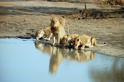 © Umlani Bushcamp - Réserve de Timbavati - Afrique du Sud Réserve de Timbavati - Afrique du Sud