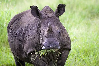 © Shawn Olesen/Zulu Nyala Game Lodge - Zulu Nyala Game Lodge - Hluhluwe - Afrique du Sud Zulu Nyala Game Lodge - Hluhluwe - Afrique du Sud