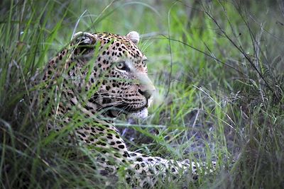 Jock Safari Lodge - Parc Kruger - Afrique du Sud