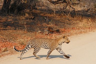 Léopard - Parc Kruger - Afrique du Sud