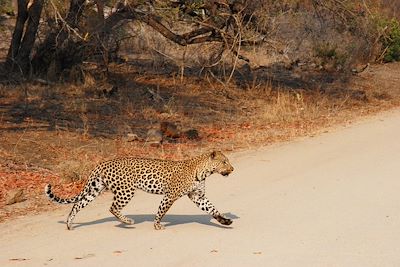 Voyage Afrique du Sud