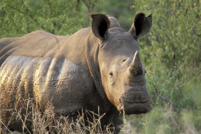 Rhinocéros Blanc - Afrique du Sud