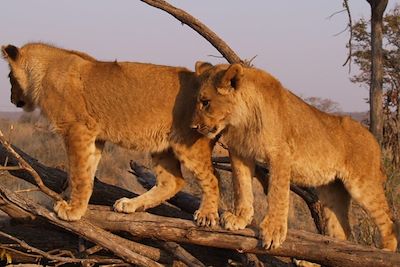 Lionceaux - Par National de Hwange - Zimbabwe