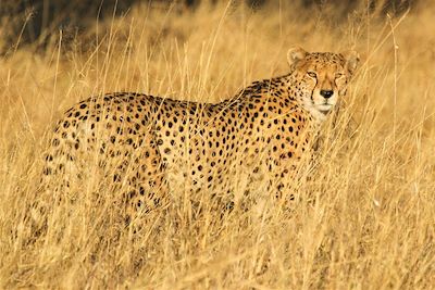 Bomani Tented Lodge - Hwange - Zimbabwe