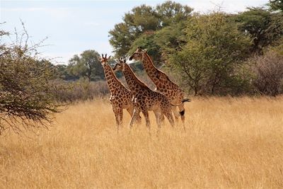 Parc national Hwange - Province du Matabeleland Nord - Zimbabwe