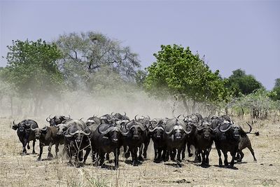 Ruckomechi Camp - Parc de Mana Pools - Zimbabwe