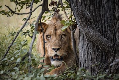 Lion - Zimbabwe