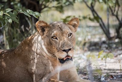 Lionne - Zimbabwe