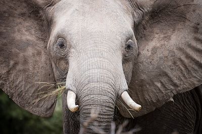 Eléphant - Zimbabwe