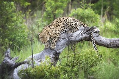 © Olwen Evans/Little Makalolo - Little Makalolo - Hwange - Zimbabwe Little Makalolo - Hwange - Zimbabwe