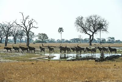 Linkwasha Camp - Hwange - Zimbabwe 