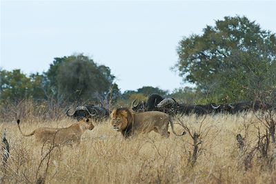 Little Makalolo - Hwange - Zimbabwe