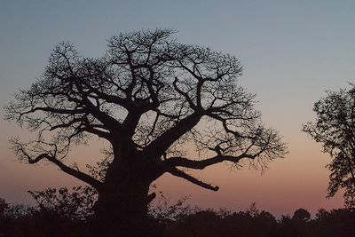 Mpala Jena - Victoria Falls - Zimbabwe 