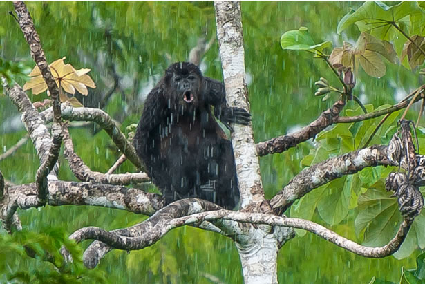 © Arnaud Bernard - Singe dans le Parc de Tarcoles - Costa Rica