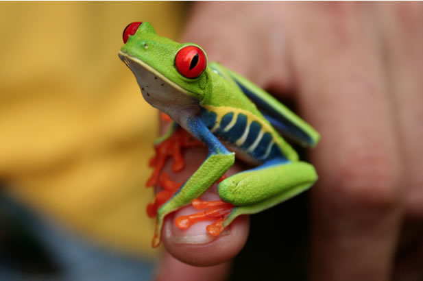 © CAST - Grenouille aux yeux rouges - Costa Rica