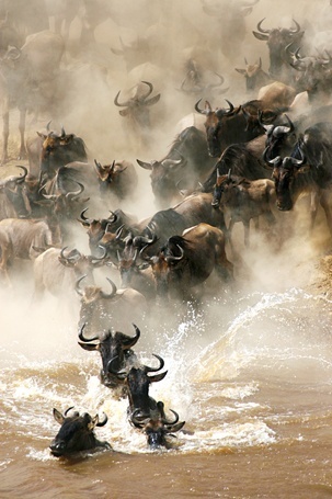 Rivière Mara - Serengeti - Tanzanie