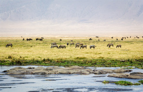 Zèbres - Cratère du Ngorongoro - Tanzanie