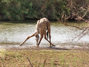 Parc du Selous - Tanzanie